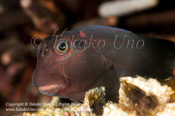 Blenny 19tc Panamic Fanged, Ophioblennius steindachneri 2074