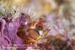 Blenny 20tc Brown Cheek, Acanthemblemaria crockeri 2109