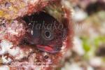 Blenny 23tc Clubhead Barnacle, Acanthemblemaria balanorum 2149