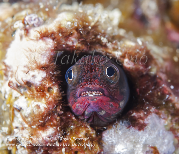 Blenny 24tc Clubhead Barnacle, Acanthemblemaria balanorum 2150