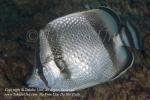 Butterflyfish 05tc Threebanded, Chaetodon humeralis 2005