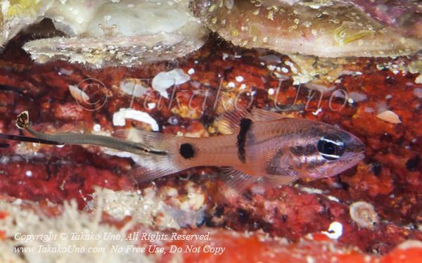 Cardinalfish 01tc & Pipefish OF 1894