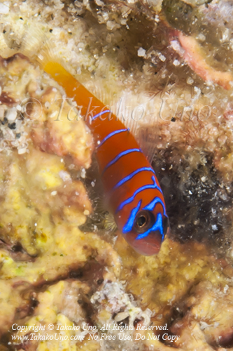 Goby 04tc Blue-banded, Lythrypnus dalli mof 1888