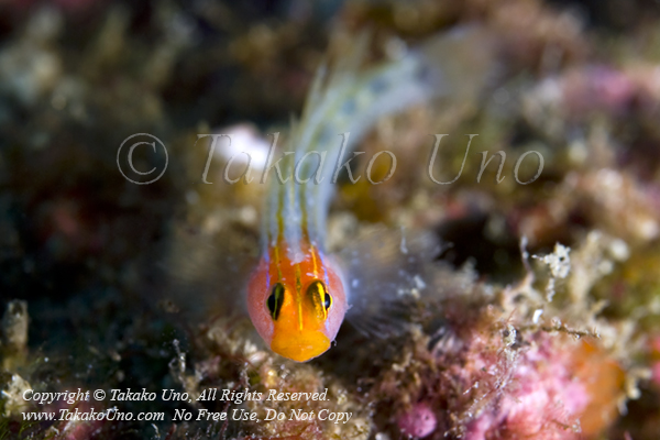 Goby 05tc2 Redhead, Elacatinus puncticulatus 1939