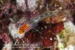 Goby 06tc Redhead, Elacatinus puncticulatus 1952