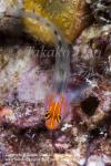 Goby 08tc Redhead, Elacatinus puncticulatus 1972