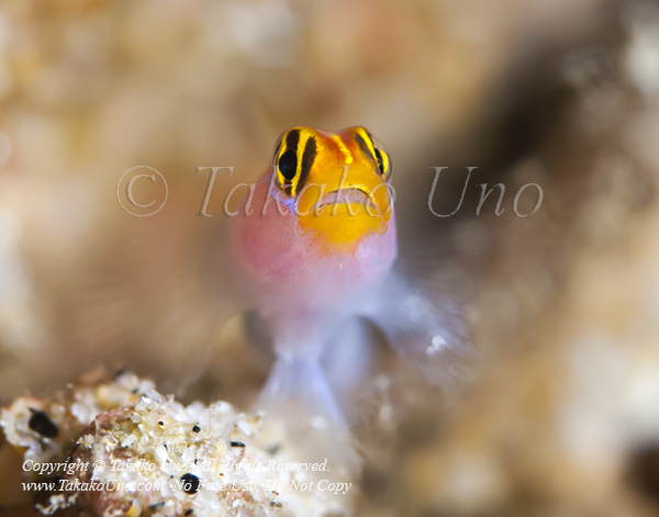 Goby 09tc Redhead, Elacatinus puncticulatus 2086