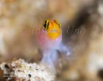 Goby 09tc Redhead, Elacatinus puncticulatus 2086