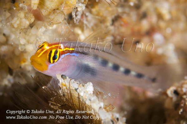 Goby 10tc Redhead, Elacatinus puncticulatus, mof 2088