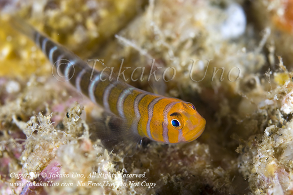 Goby 03tc Widebanded Cleaning, Elacatinus limbaughi 1959