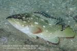 Grouper 02tc Starry, Epinephelus labriformis 1940