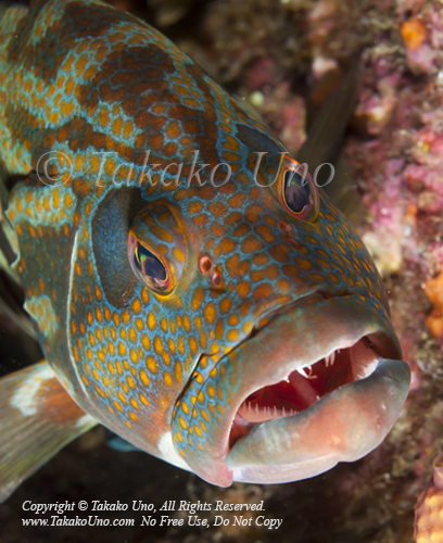 Grouper 04tc Panama Greaysby, Cephalopholis panamensis 2006