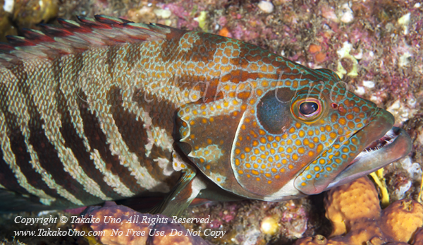 Grouper 06tc Panama Graysby, Cephalopholis panamensis 2009