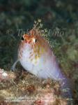 Hawkfish 03tc Coral, Cirrhitichthys oxycephalus 1950