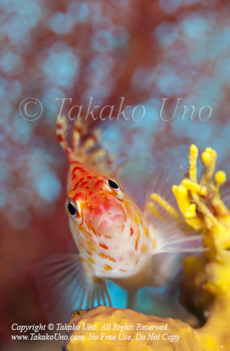 Hawkfish 04tc Coral, Cirrhitichthys oxycephalus 2020