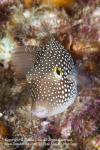 Pufferfish 02tc Spotted Sharpnose, Canthigaster punctatissima 1885