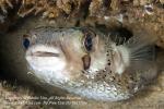 Pufferfish 05tc Balloonfish, Diodon holocanthus 2082