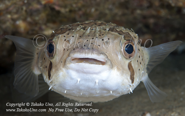 Pufferfish 06tc Balloonfish, Diodon holocanthus 2103