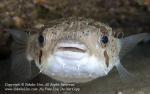 Pufferfish 06tc Balloonfish, Diodon holocanthus 2103