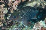 Squirrelfish 01tc Tinsel, Sargocentron suborbitalis 1639