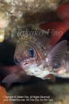 Squirrelfish 02tc Tinsel, Sargocentron suborbitalis 1903