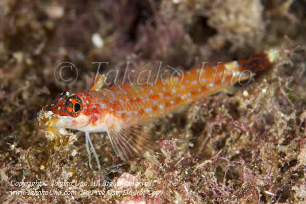 Triplefin 02tc Lizard, Crocodilichthys gracilis 1924