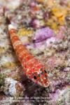 Triplefin 04tc Lizard, Crocodilichthys gracilis 2027