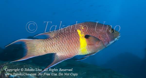 Wrasse 01tc Streamer Hogfish, Bodianus diplotaenia 1582