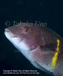 Wrasse 08tc Streamer Hogfish, Bodianus diplotaenia, male 2146