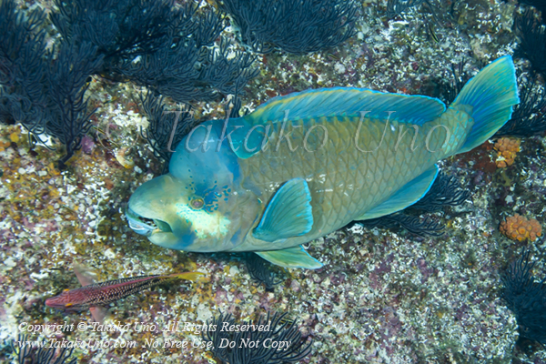 Wrasse 10tc Bumphead, Scarus perrico 2272