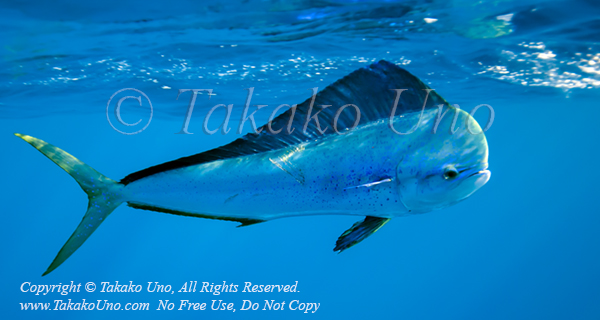 Dorado 14tc Coryphaena hippurus 1298