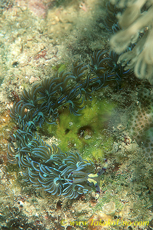 Pteraeolidia ianthina 01 100mm