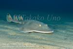 Giant Electric Ray 02tc Narcine entemedor 2163