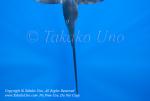 Pacific Sailfish 02t Istiophorus platypterus 0969