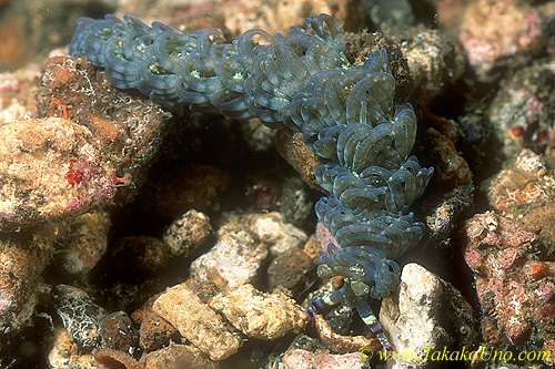 Pteraeolidia ianthina 01 50mm