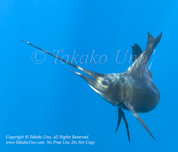 Pacific Sailfish 13tc Istiophorus platypterus 0989