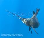 Pacific Sailfish 13tc Istiophorus platypterus 0989