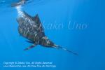 Pacific Sailfish 14tc Istiophorus platypterus OF 0990