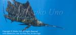 Pacific Sailfish 15tc Istiophorus platypterus 0991