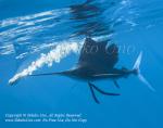 Pacific Sailfish 09tc Istiophorus platypterus & Sardine 0960