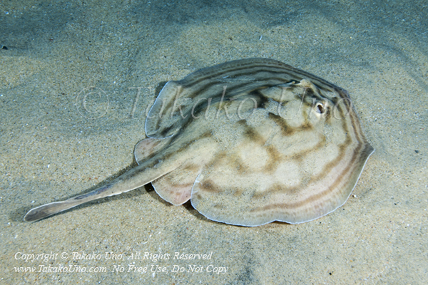 Reef Stingray 01tc Urobatis concentricus 2161