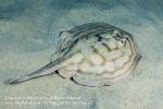 Reef Stingray 01tc Urobatis concentricus 2161