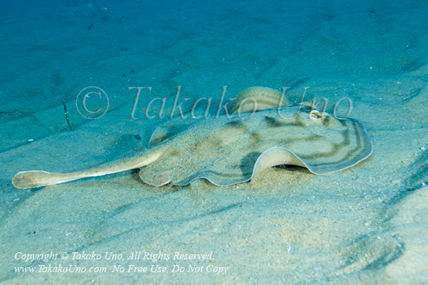 Reef Stingray 02tc Urobatis concentricus 2160