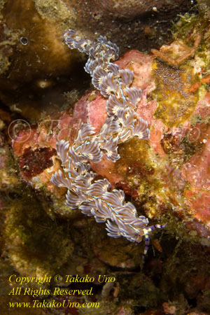 Pteraeolidia ianthina Nudi 30tc 0071