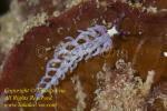 Pteraeolidia ianthina Nudi 15tc juvenile 0584