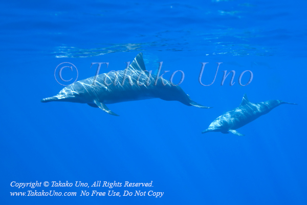 Spinner Dolphin 01tc Stenella longirostris 0886