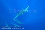 Spinner Dolphin 04tc Stenella longirostris 0895