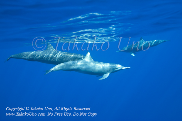 Spinner Dolphin 07tc Stenella longirostris 0906