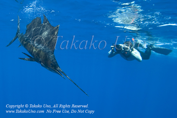 Stephen 44tc & Pacific Sailfish 0996