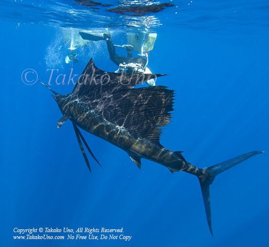 Stephen 45tc & Pacific Sailfish 0999